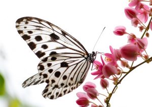 Beautiful butterfly in a butterfly park